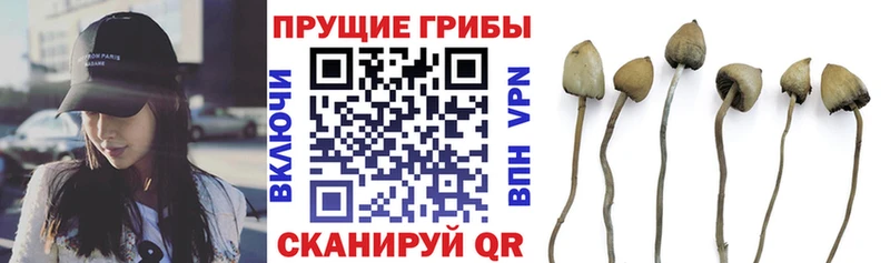 блэк спрут вход  Новочебоксарск  Псилоцибиновые грибы прущие грибы  хочу наркоту 
